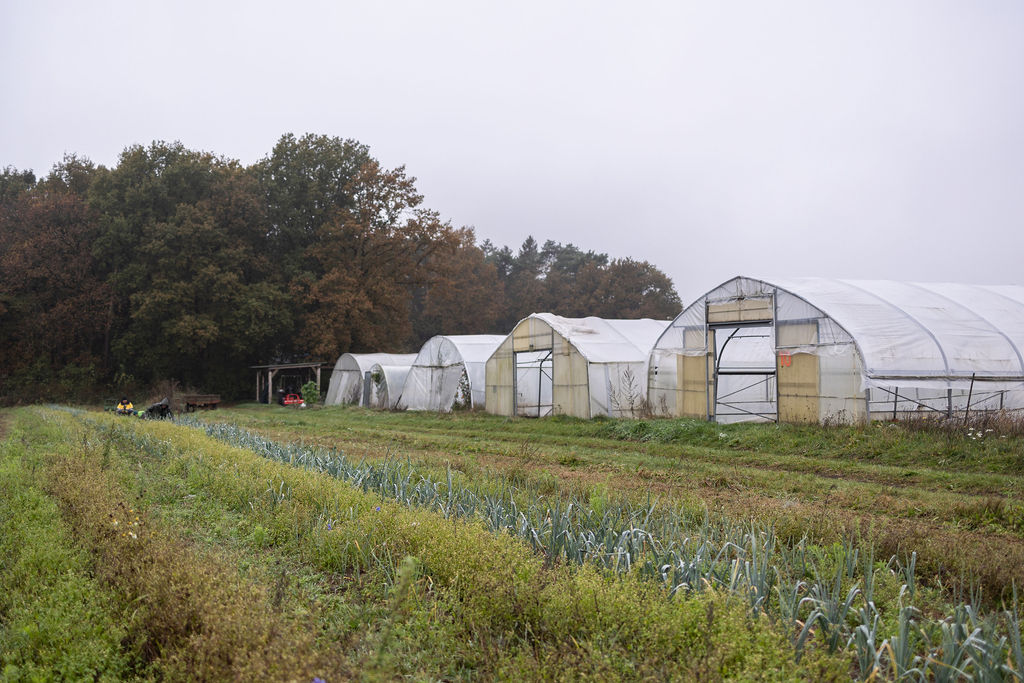 Folientunnel und Lauchfeld am Waldrand