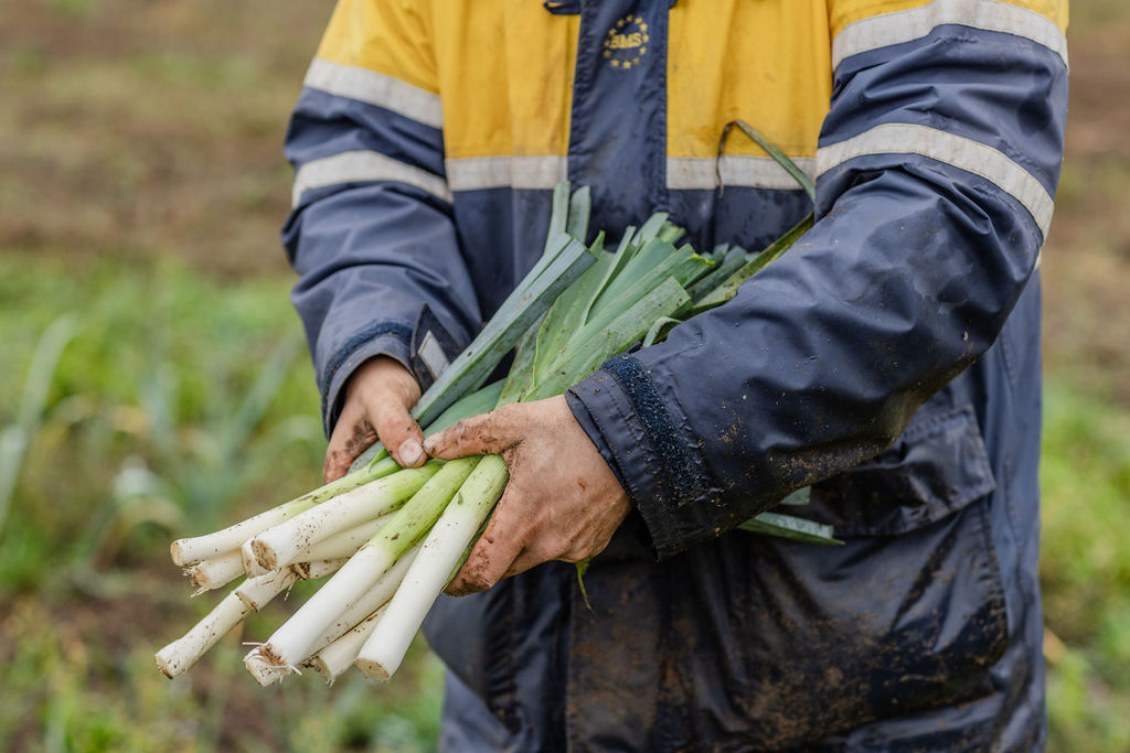 Hände halten frisch geernteten Lauch