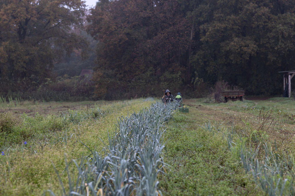 Lauchreihen im Morgennebel mit Erntenden