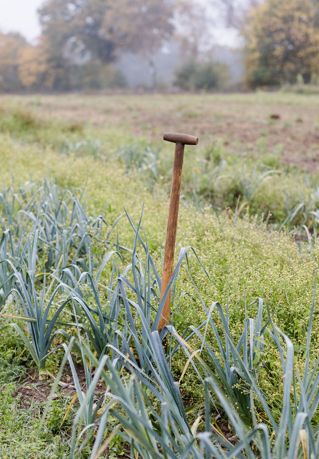 Holzspaten zwischen Lauchreihen im Tau
