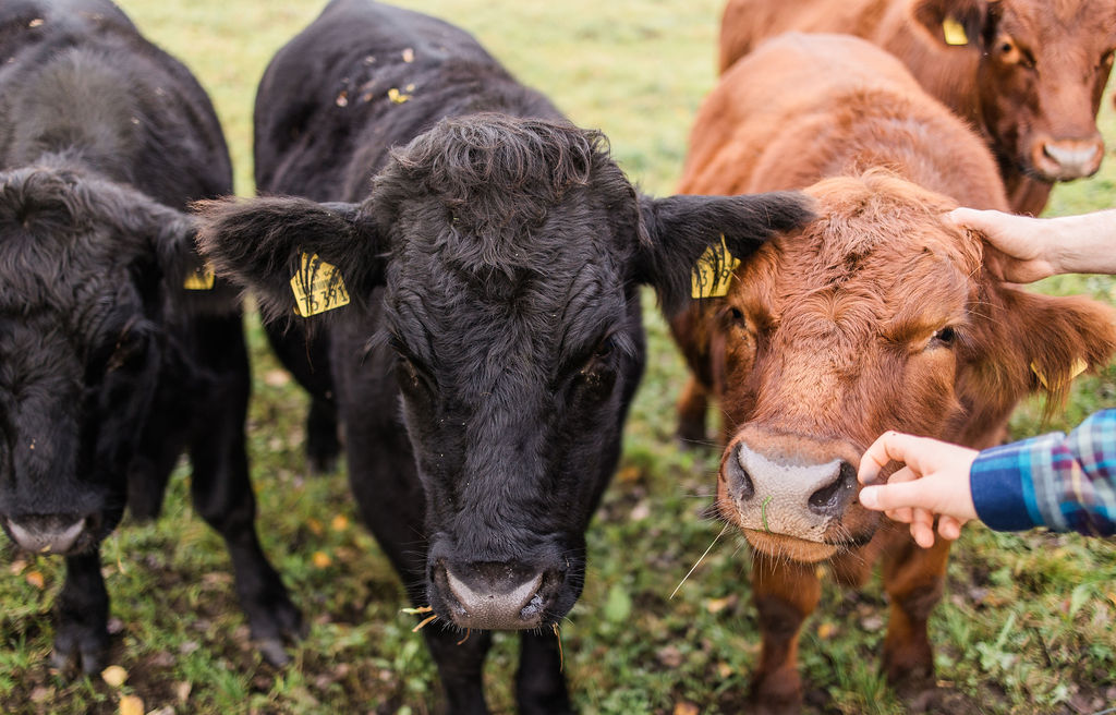 Schwarze und rote Rinder am Zaun, Hand streichelt