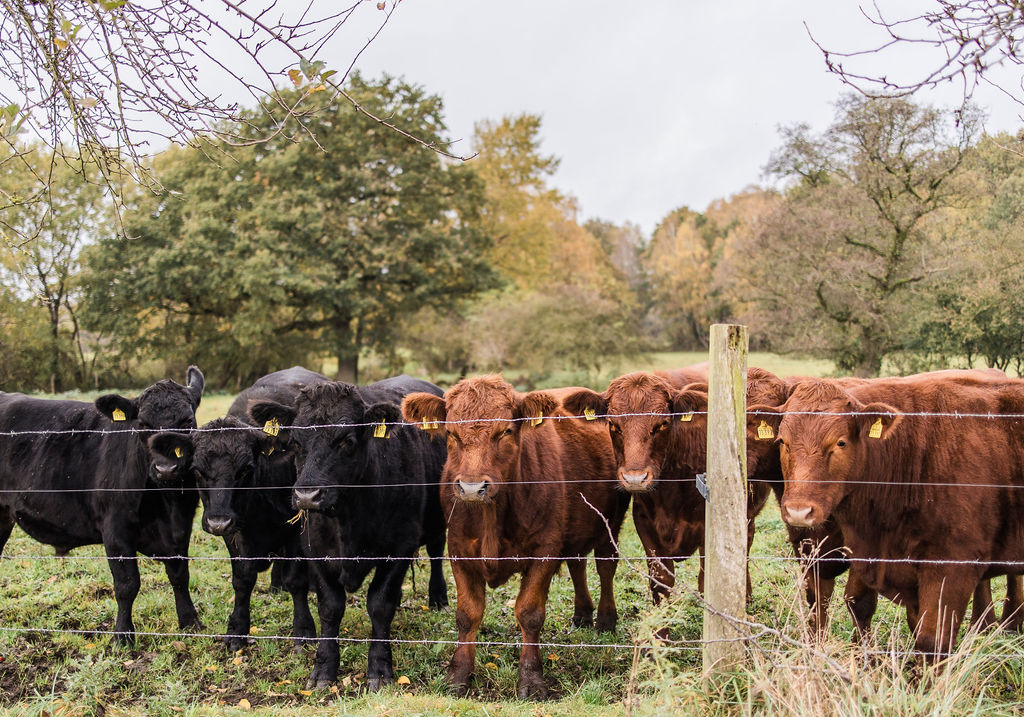 Landwirtschaft – Rinder auf der Weide
