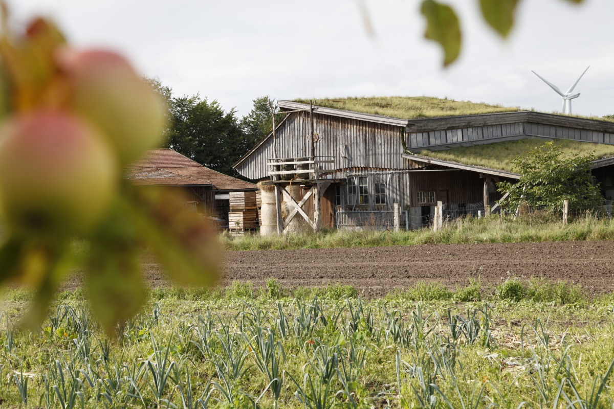 Blick über das Lauchfeld auf Stall und Maschinenhalle