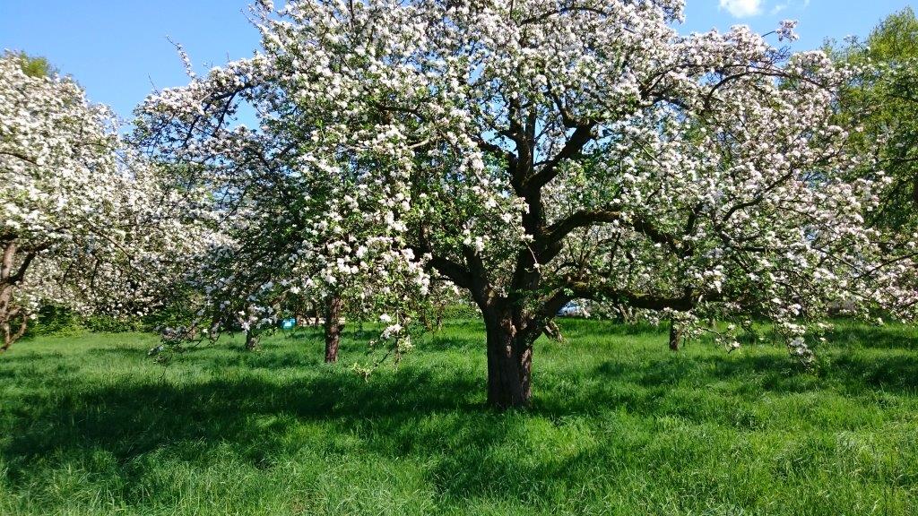Alter Apfelbaum in voller Blüte auf der Wiese