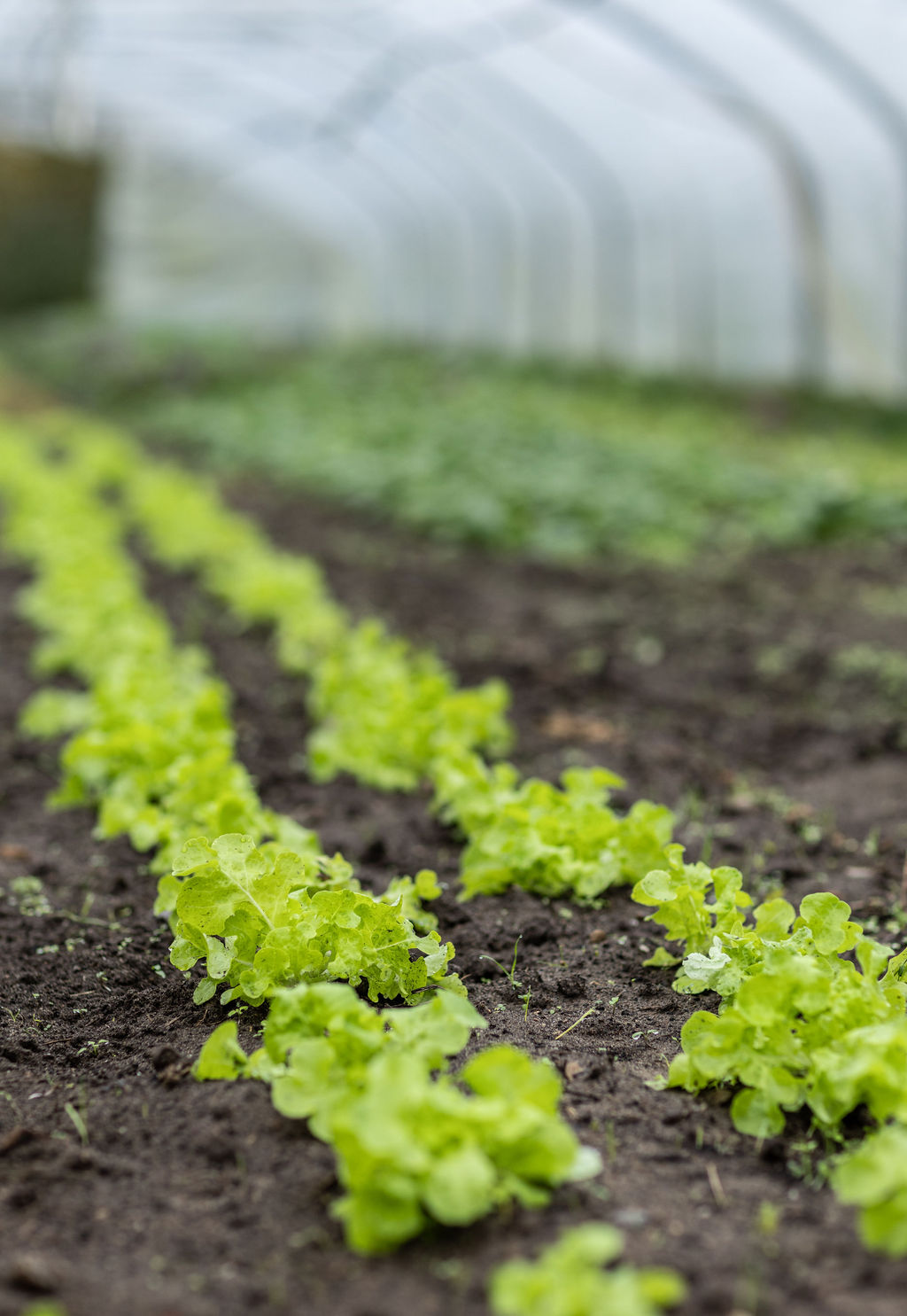 Salatreihen im Folientunnel